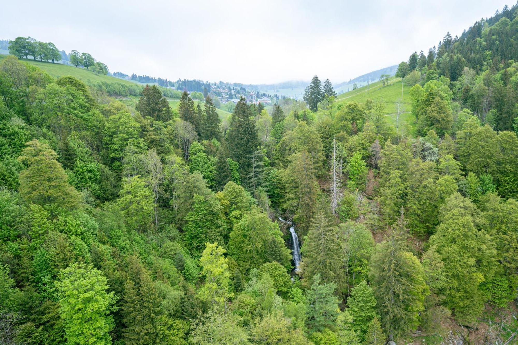 Black Forest Hotel Тодтнау Екстериор снимка